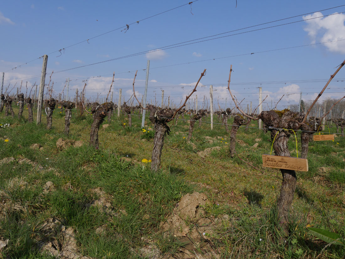 Виноградник на урожай